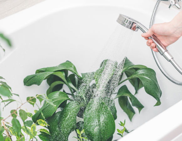 Featured image for “Wiosenne oczyszczenie”